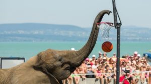 A Transport-Related Accident May Have Caused the Death of Hungarian Circus Elephants