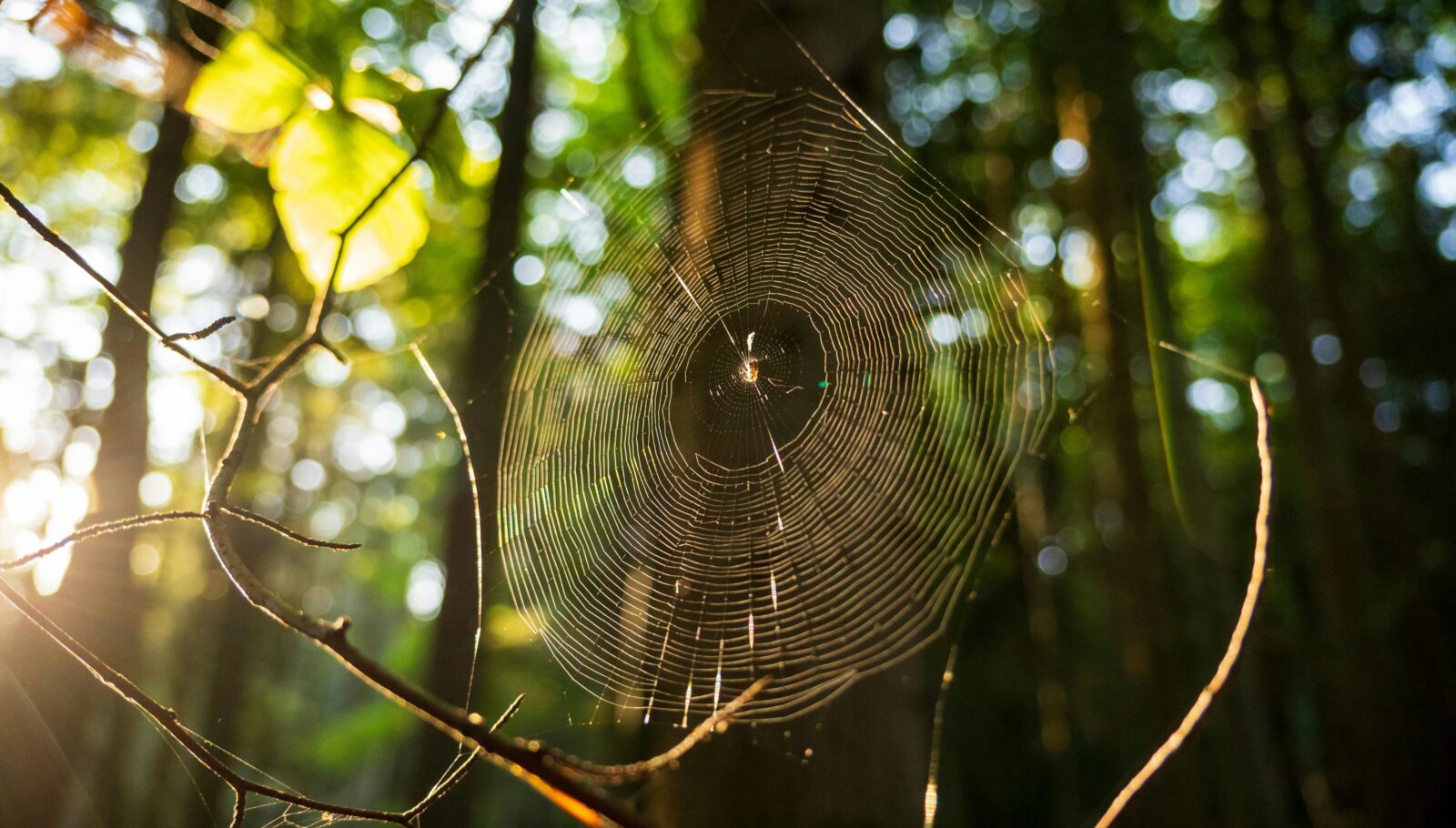 The Artist at My Door What I Learned from a Spider’s Web