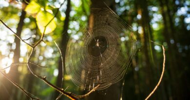 The Artist at My Door: What I Learned from a Spider’s Web