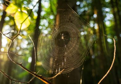 The Artist at My Door What I Learned from a Spider’s Web