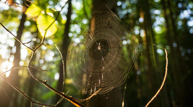 The Artist at My Door: What I Learned from a Spider’s Web