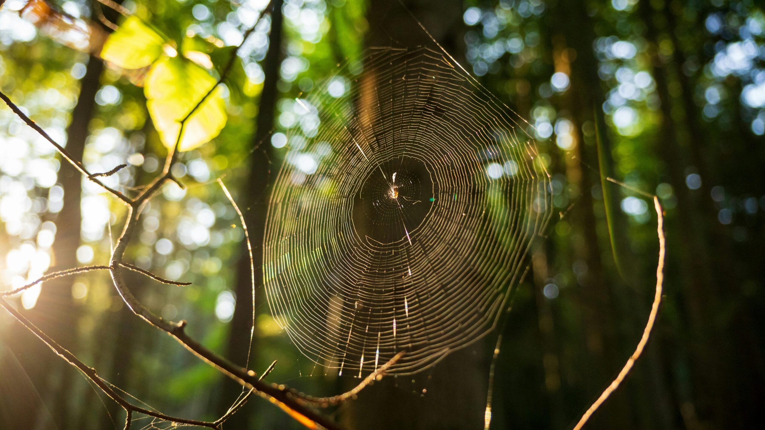 The Artist at My Door: What I Learned from a Spider’s Web