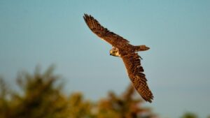 Finding Freedom in Limitlessness: The Buddhist Parable of Fudo