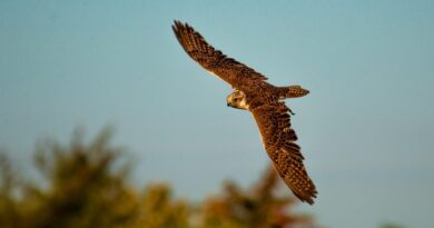 Finding Freedom in Limitlessness: The Buddhist Parable of Fudo