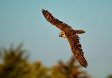 Finding Freedom in Limitlessness